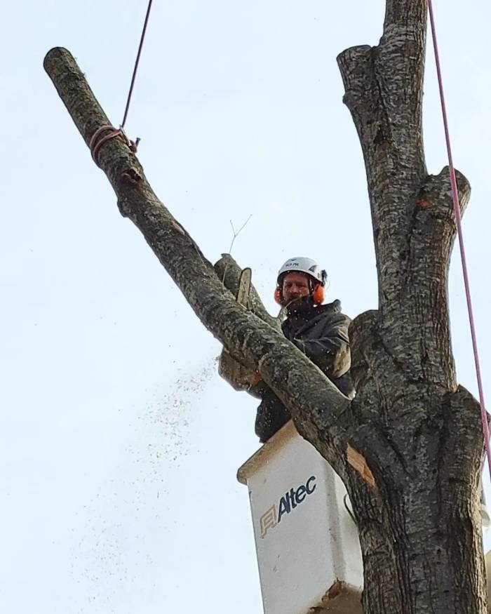 Climber in the bucket cutting a big trunk