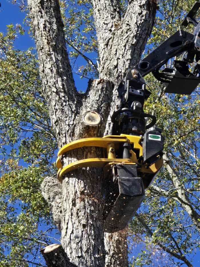 Grapple saw head gripping a trunk