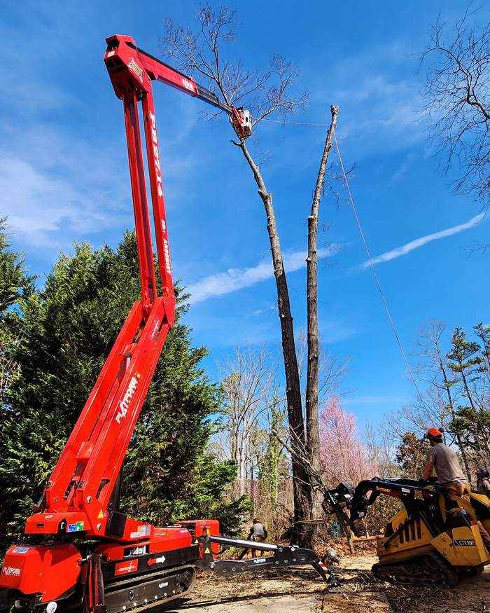 Red spider lift reaching into a tall pine